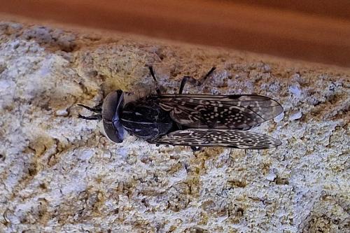 Haematopota sp.